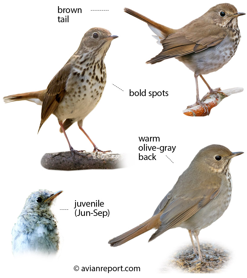 hermit thrush