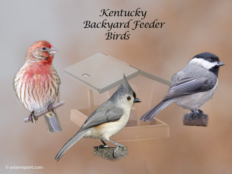 Identify 41 Birds that Visit Backyard Bird Feeders in Kentucky