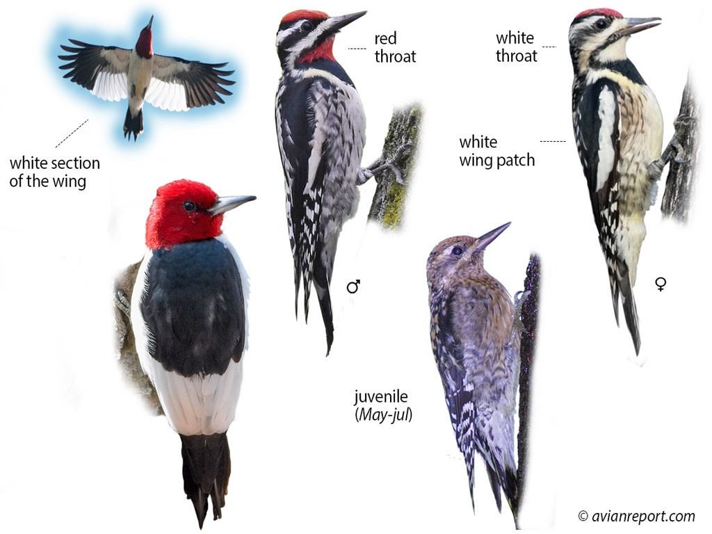 louisiana-woodpeckers