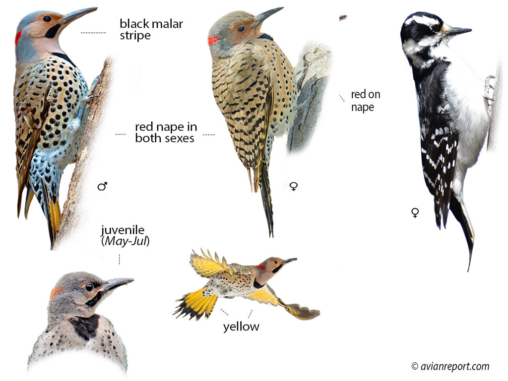 woodpeckers-south-carolina