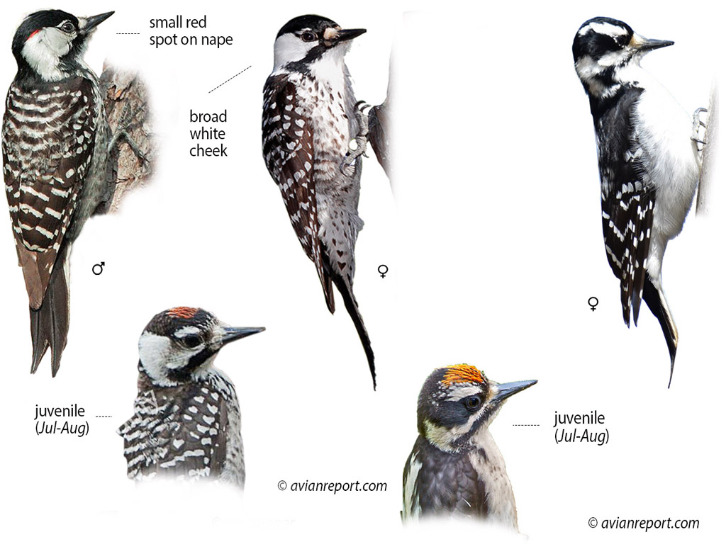 woodpeckers-arkansas