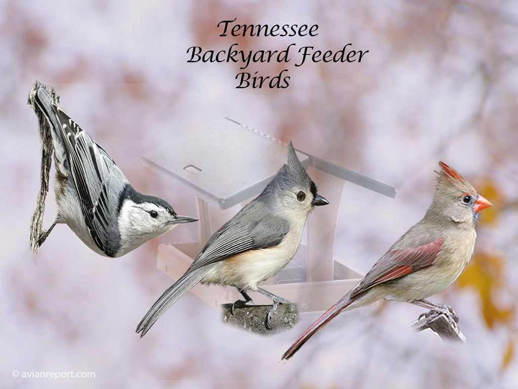 Header image for the 45 Tennessee backyard Feeder Birds, featuring an adult White-breasted Nuthatch, Tufted Titmouse and an female Northern Cardinal.
