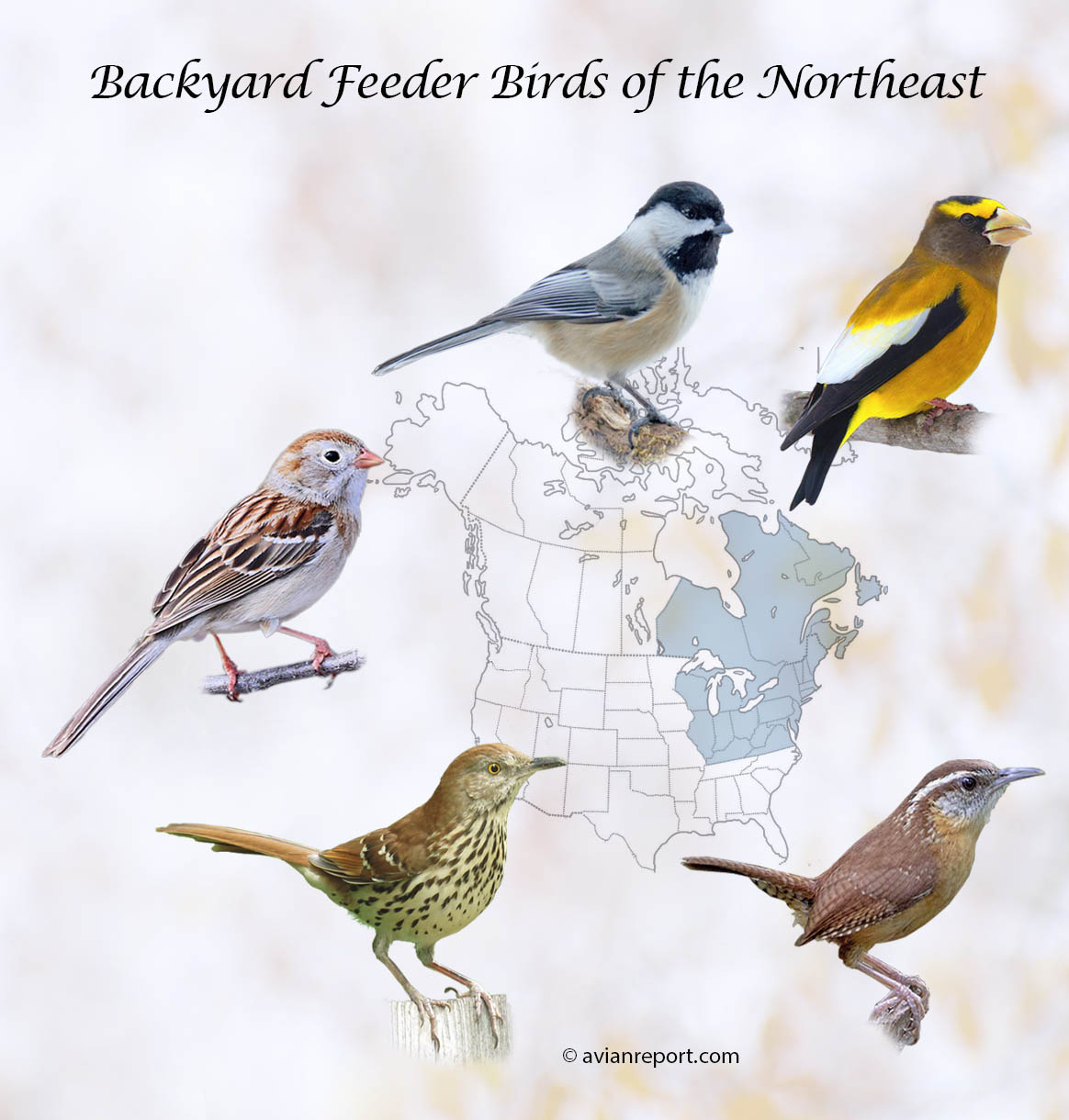 41 Backyard Feeders Birds of the Northeast The Definitive Guide