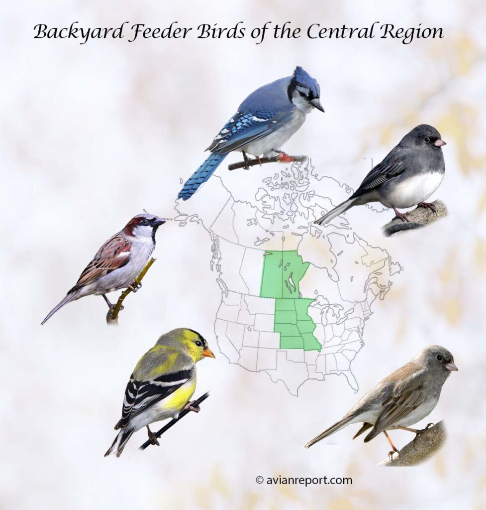 Header image for the 40 species of feeder birds central region. It features a blue jay, dark-eyed junco, American Goldfinch, and a house sparrow.