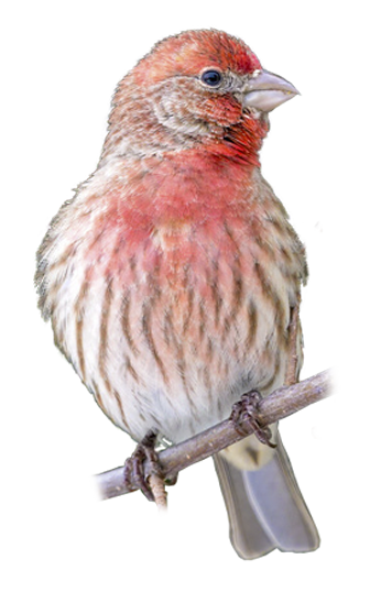 house-finch-northeast-region