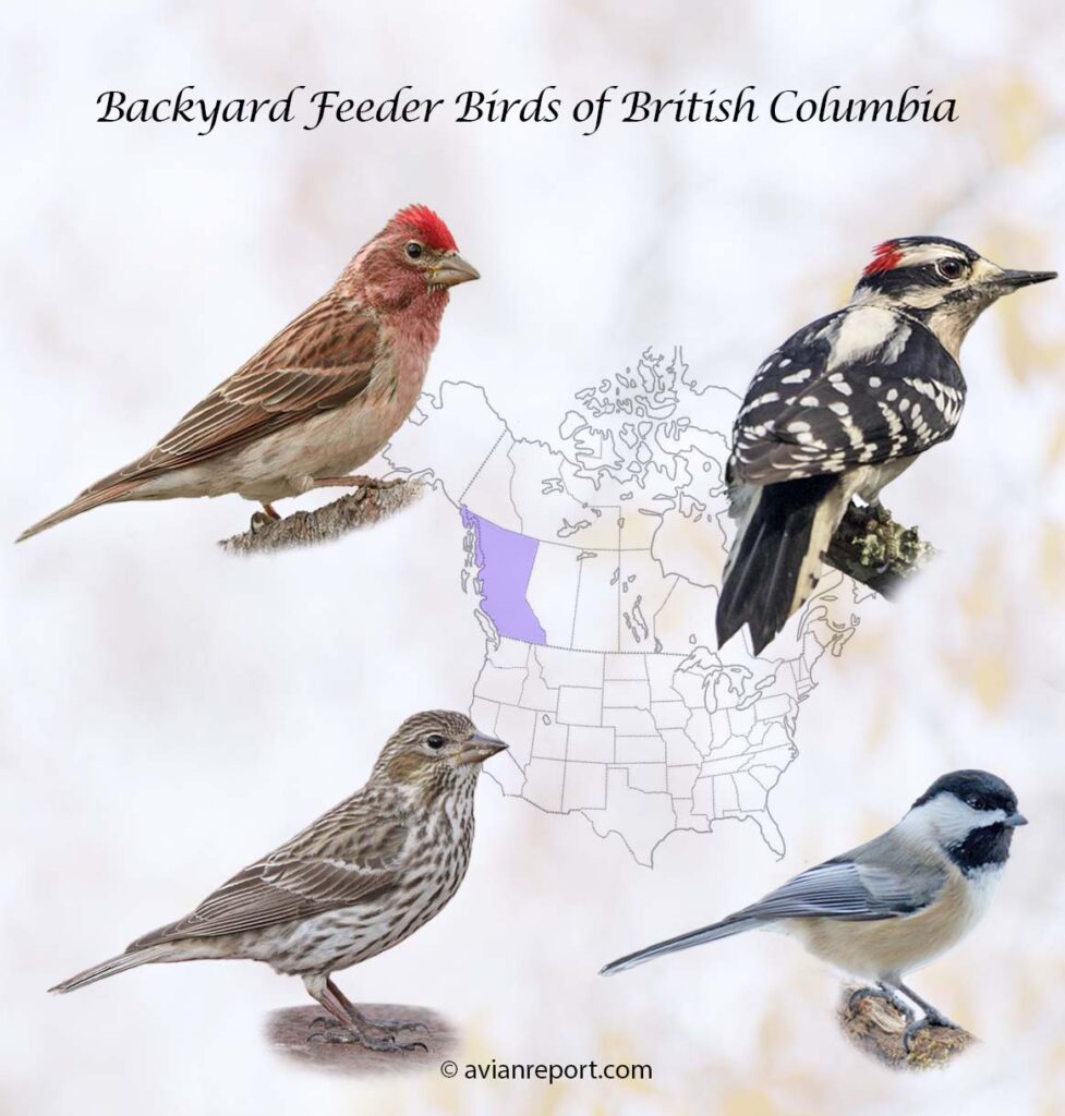 british-columbia-backyard-feeder-birds