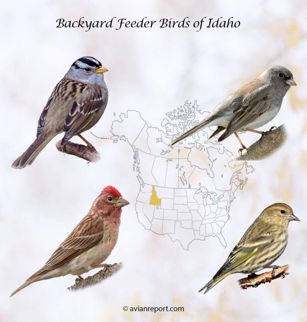 Header image for the 57 Idaho Backyard Feeder Birds, featuring a White-crowned Sparrow, Dark-eyed Junco, Cassin’s Finch and a Pine Siskin.