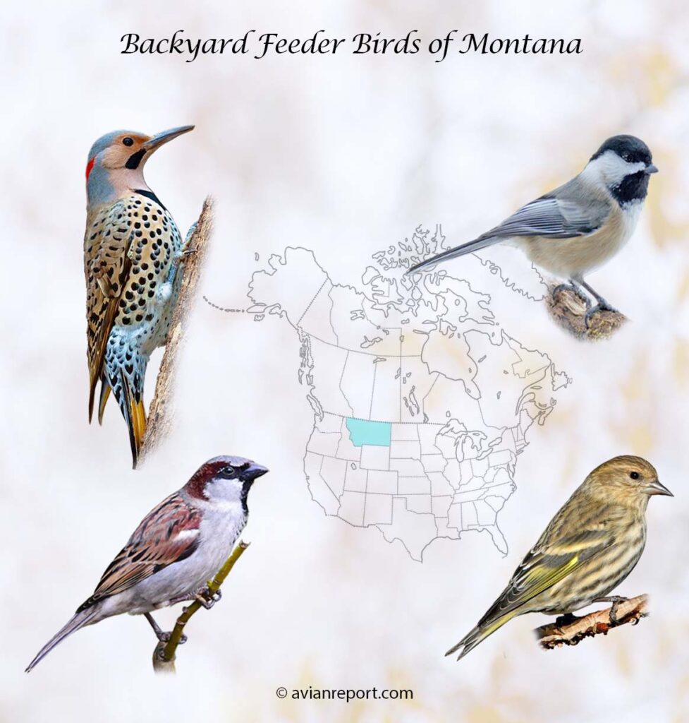Header image for the 50 Montana Backyard Feeder Birds, featuring a Northern Flicker, Black-capped Chickadee, House Sparrow and a Pine Siskin.