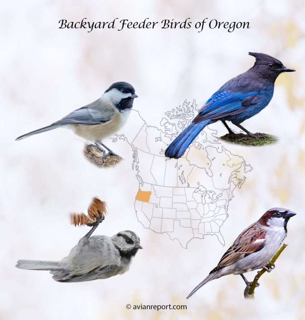 Header image for the 58 Oregon backyard Feeder Birds, featuring an adult Black-capped Chickadee, Steller’s Jay, Mountain Chickadee, and House Sparrow.