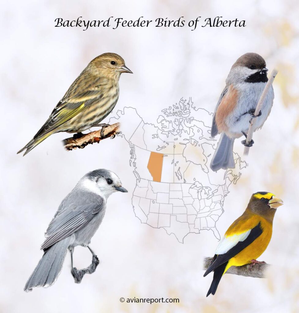 Header image for the 53 Alberta Province Backyard Feeder Birds, featuring a Pine Siskin, Boreal Chickadee, Canada Jay, and an Evening Grosbeak.