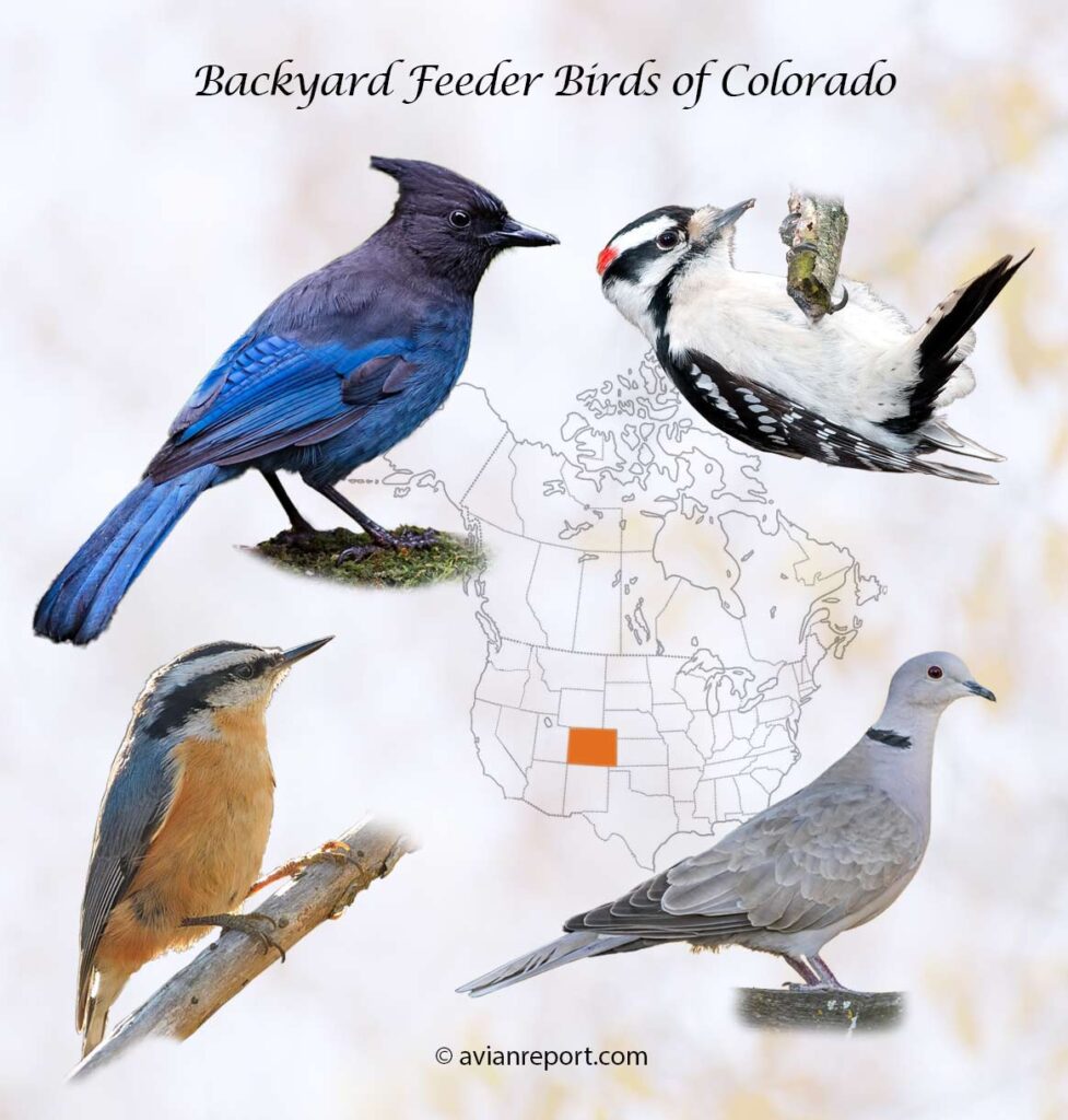 backyard feeder birds Colorado