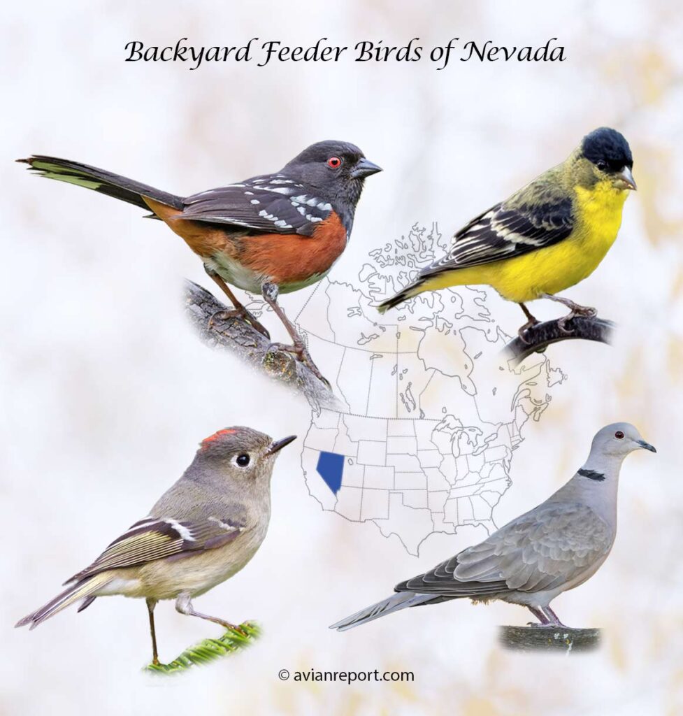 Header image for the 57 Nevada Backyard Feeder Birds, featuring a Lesser Goldfinch, Spotted Towhee, Ruby-crowned Kinglet, and Eurasian Collared-Dove.