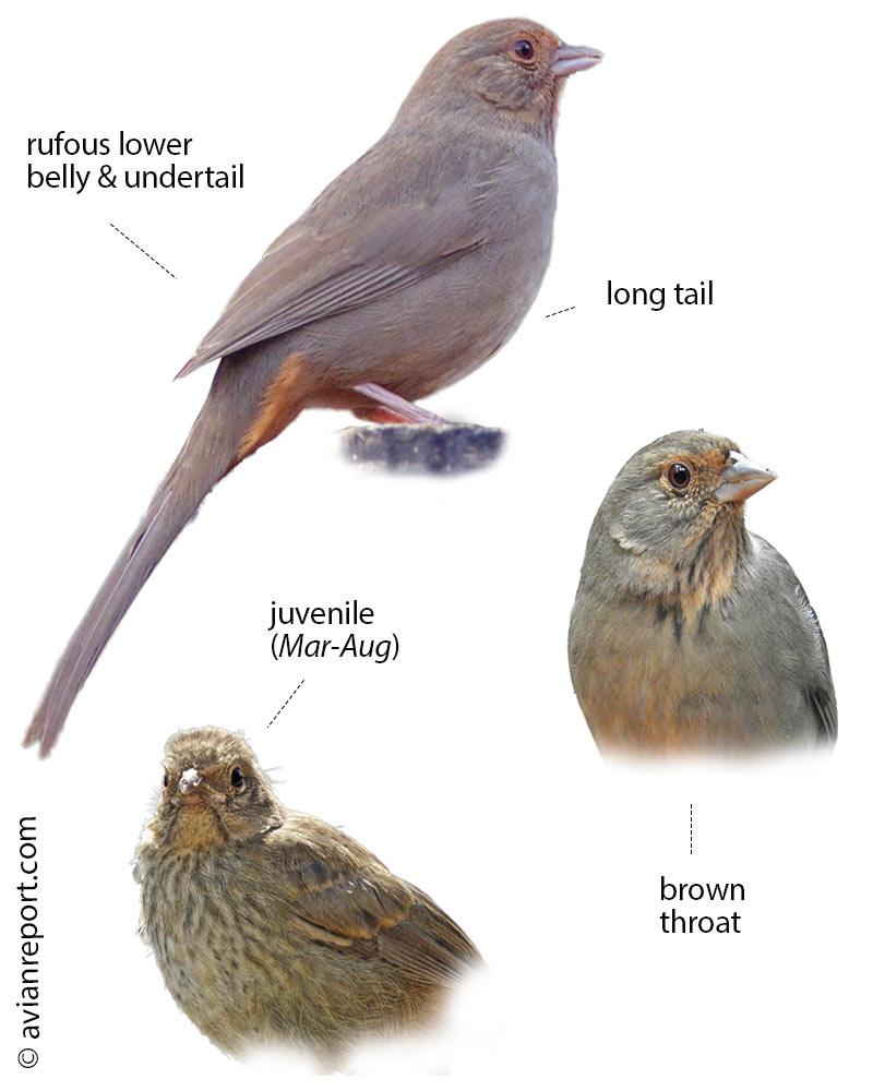 california-towhee