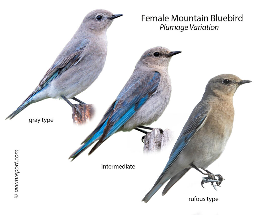 Female-Mountain-bluebird-Plumage variation