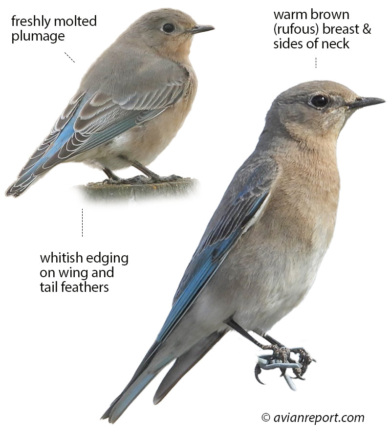 Mountain Bluebird Female: Plumage, ID Pictures, and Behavior
