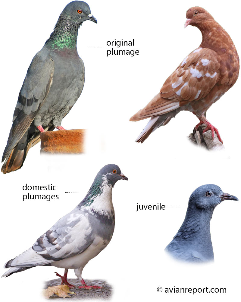 Rock-feral-pigeon