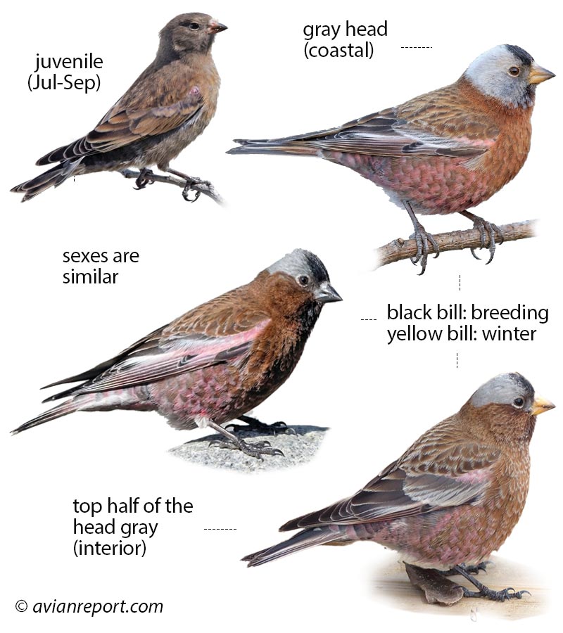 Identification guide illustration showing multiple plumage stages of the Gray-crowned Rosy-Finch. Includes adult male and female in breeding and nonbreeding plumages, and a juvenile, clearly detailing key visual field marks for identification.