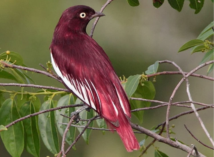 bird-feather-colors-pompadour-cotinga
