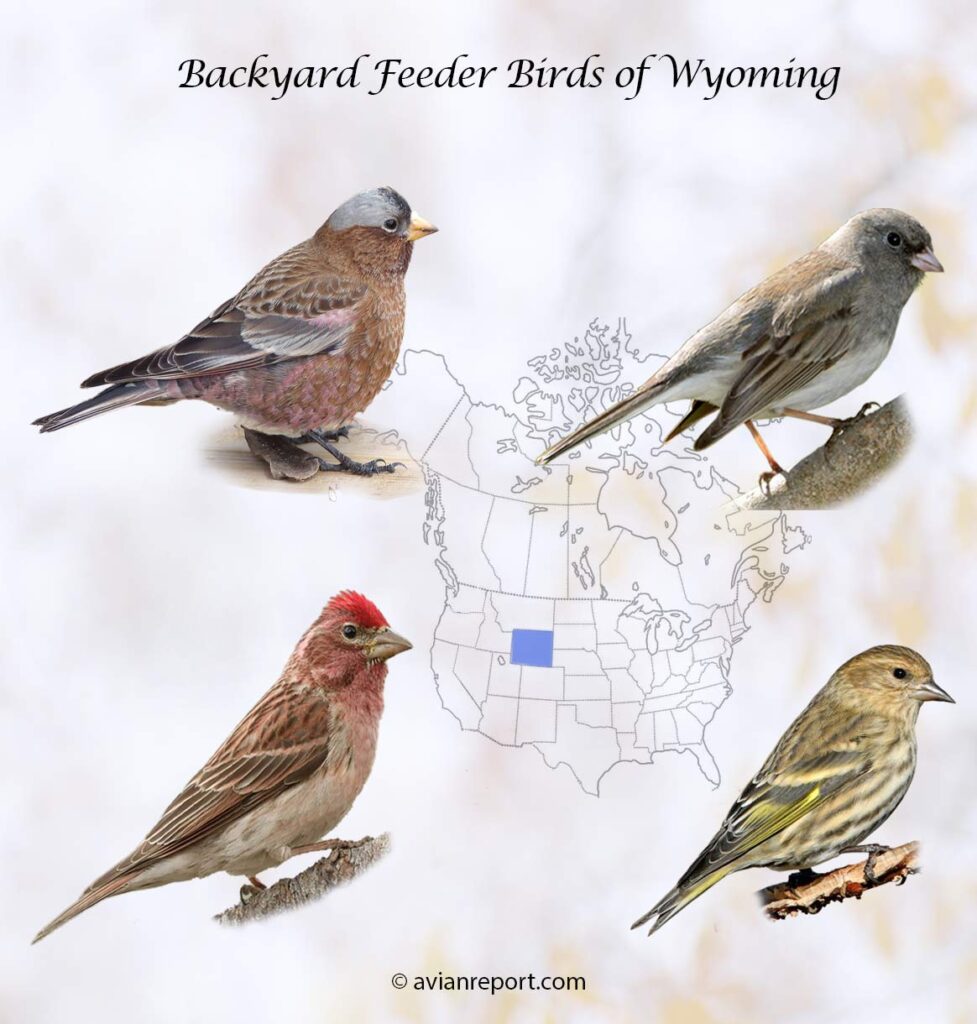 Header image for the 54 State of Wyoming Backyard Feeder Birds, featuring a Pine Siskin, Gray-crowned Rosy-Finch, Purple Finch, and a Dark-eyed Junco.