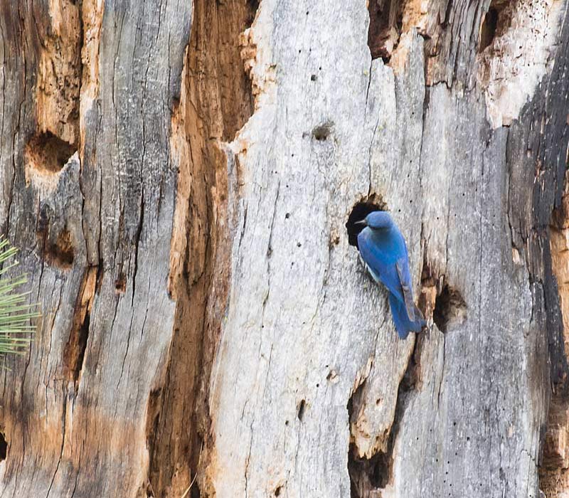 nest of Mountain bluebird