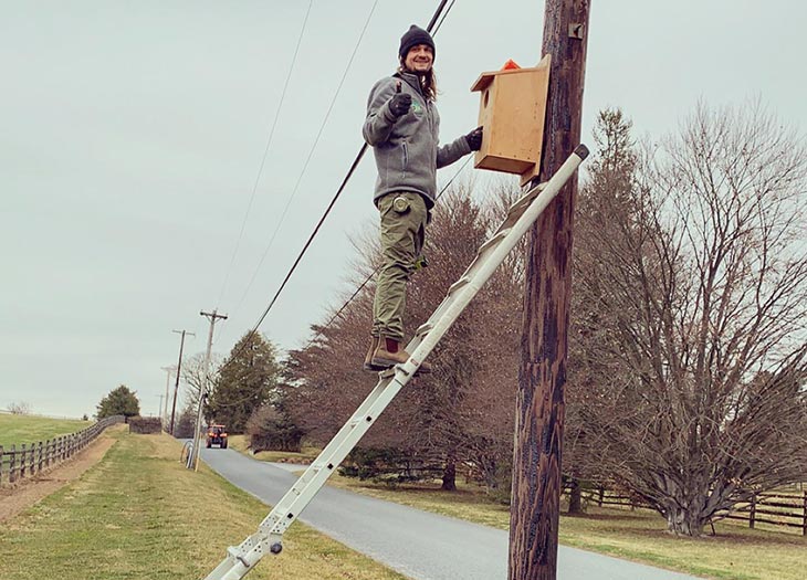 american kestrel nest box