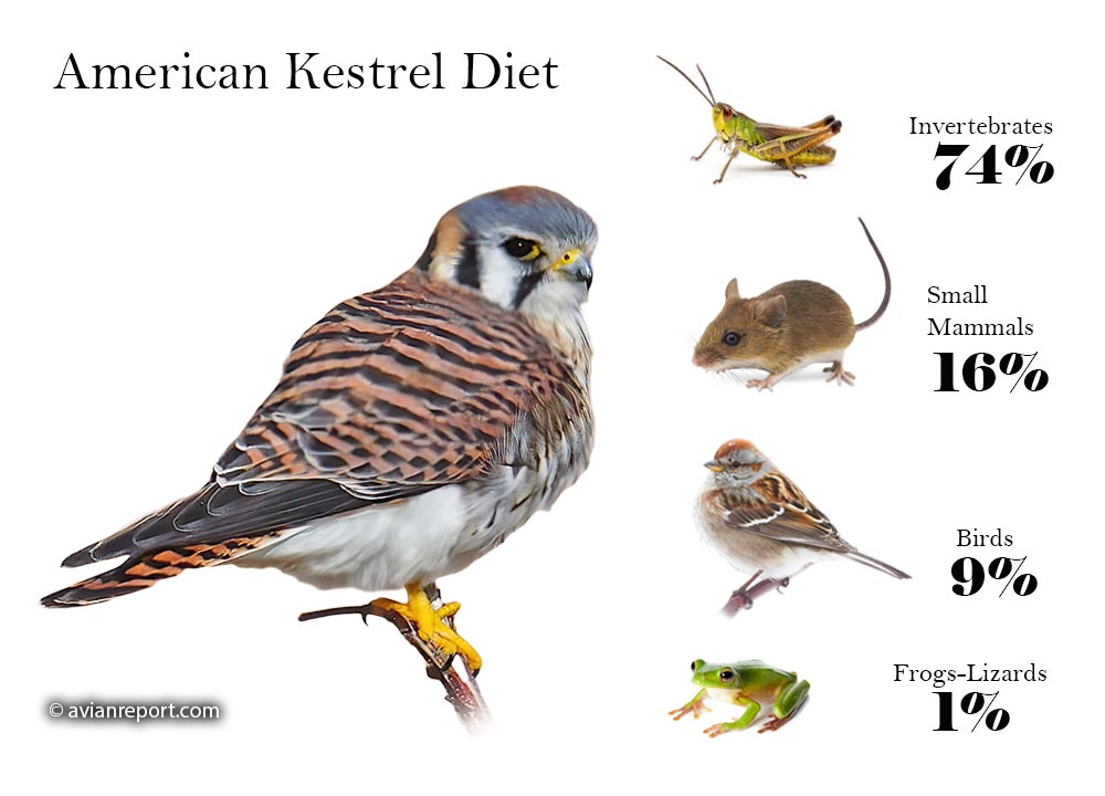American kestrel Diet