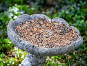 aspergillosis-backyard-birds