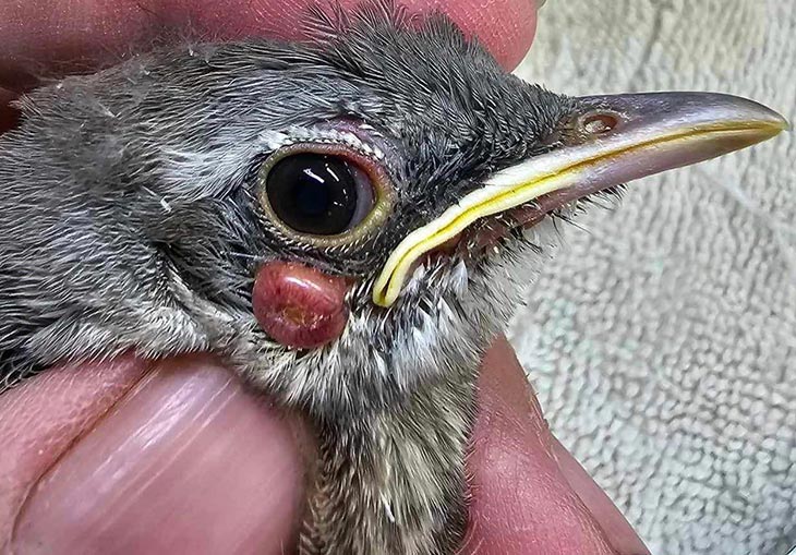 avian pox
