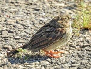 avian-trichomoniasis