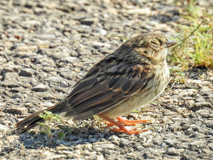 avian-trichomoniasis