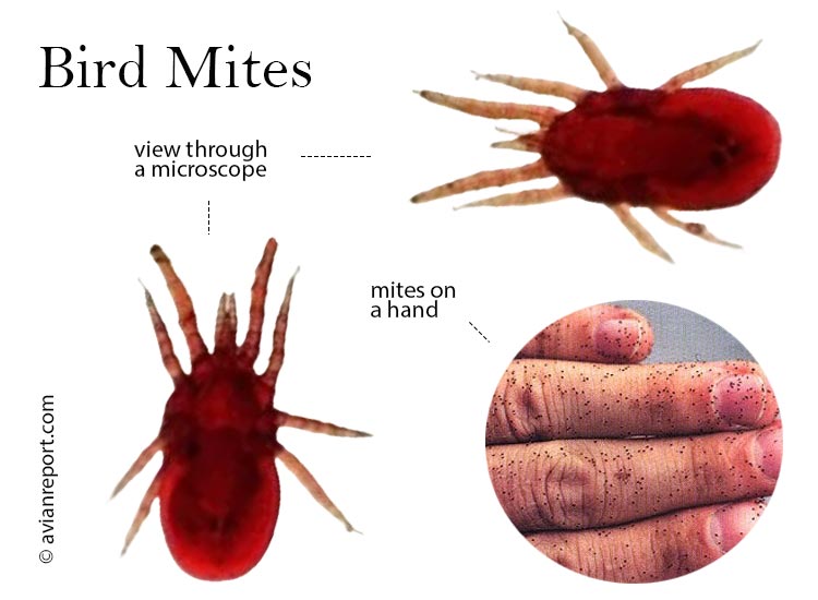 All About Bird Mites Protecting Your Backyard Birds Avian Report