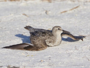 encountered sick bird.