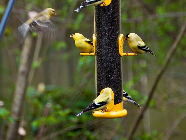 should you feed wild birds