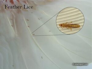 feather lice