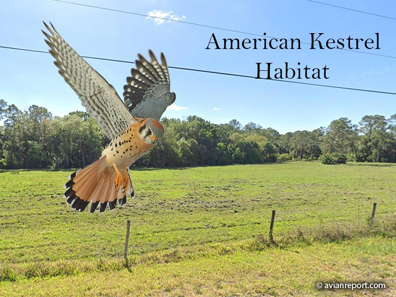 american-kestrel-habitat