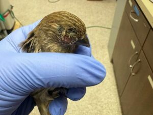 house finch eye disease