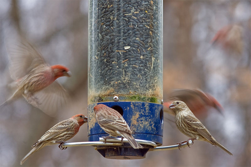 sick-finches-feeder