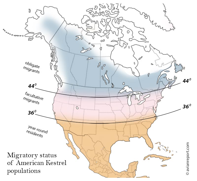 American kestrel migration map