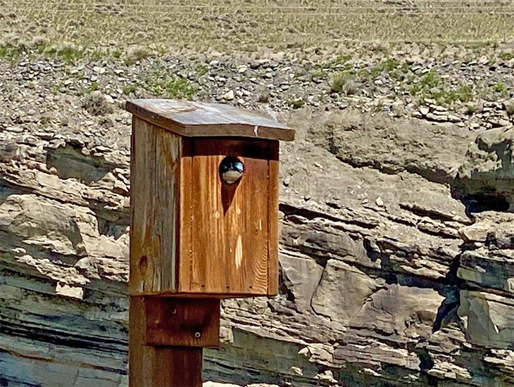 All About Bird Mites Protecting Your Backyard Birds Avian Report