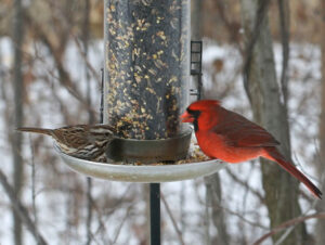 protect birds from disease