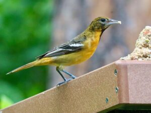 avian salmonellosis