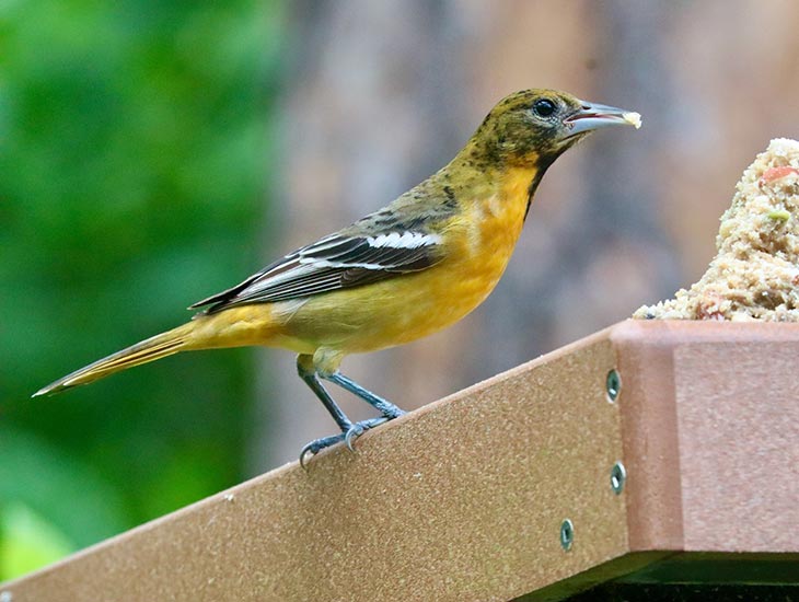 All About Avian Salmonellosis Protecting Your Backyard Birds Avian