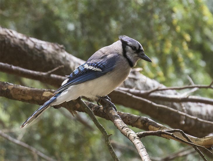 West-Nile-Virus-corvid