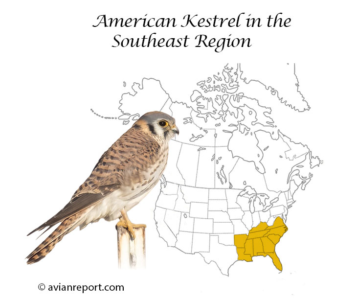 American kestrel in North Carolina, South Carolina Virginia, Kentucky, Louisiana, Mississippi, and Tennessee, Arkansas, Alabama, Georgia, and Florida