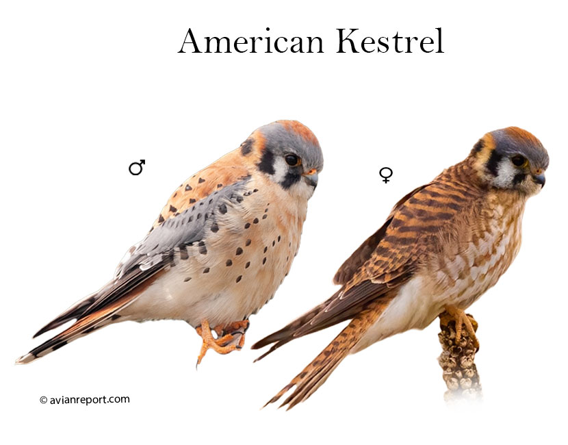 American Kestrel