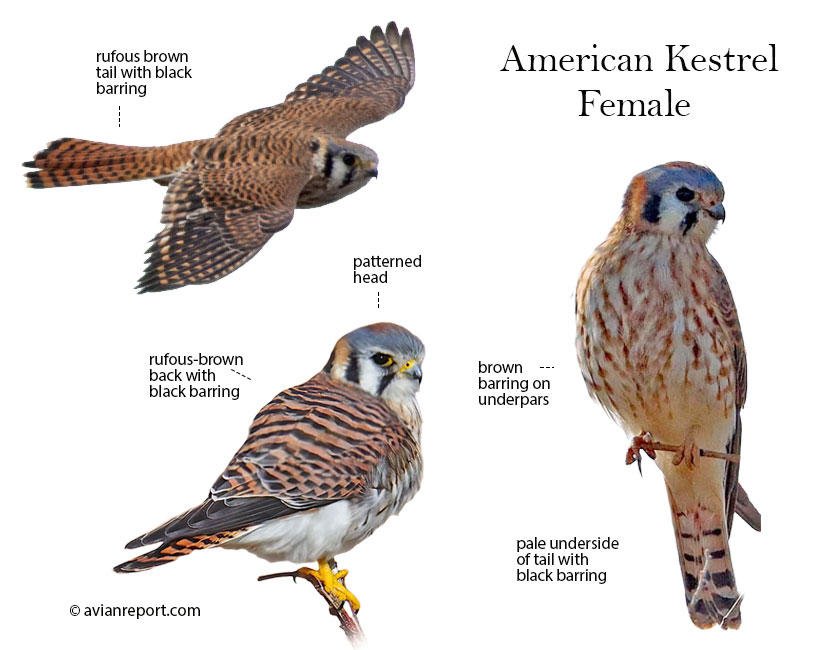 American kestrel female