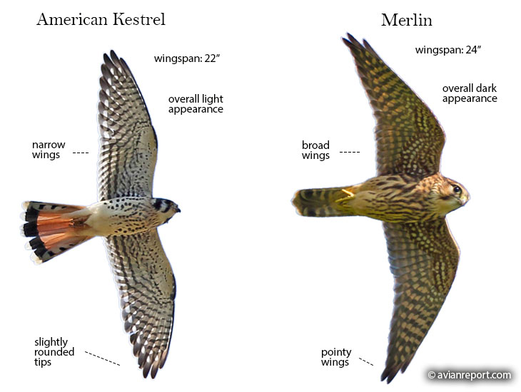American Kestrel vs. Merlin