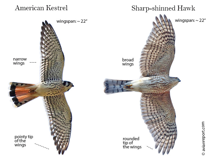 American-kestrel-vs-sharp-shinned-hawk-flight
