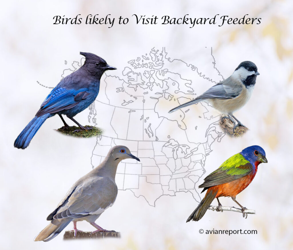 birds likely to visit backyard bird feeders