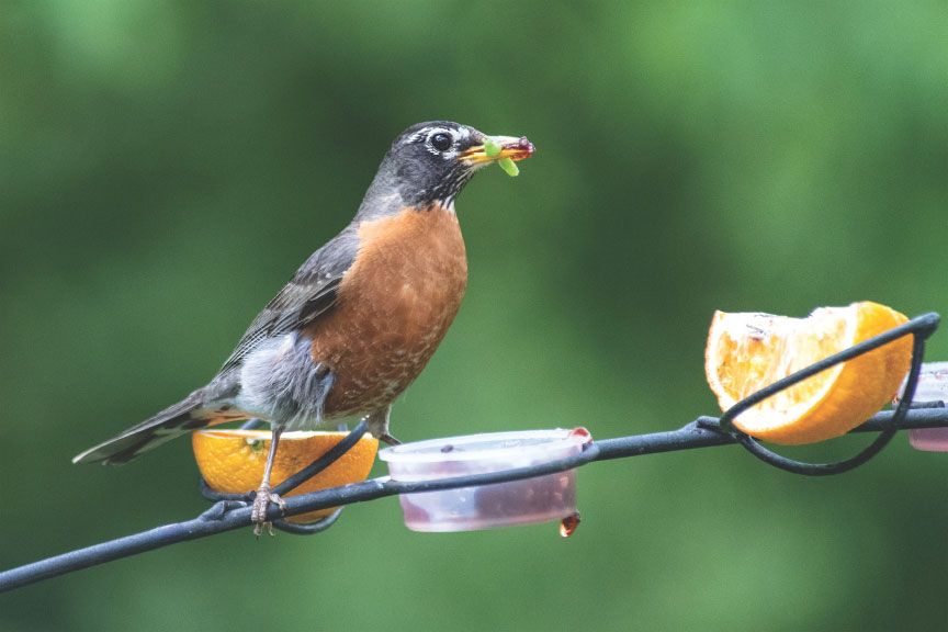 fruit and jelly feeder with American Robin